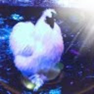 Meet your Posher, Micaila